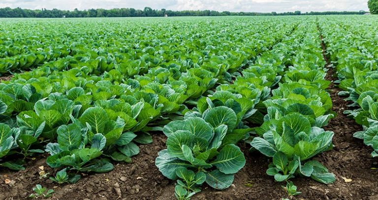 vegetable farming business plan in nigeria