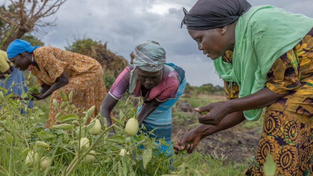 Sahel Consulting: Transforming Agriculture and Nutrition in 2024